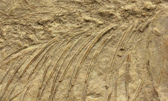 中国遼寧省産魚化石、リコプテラ。絶滅淡水魚。（その3）