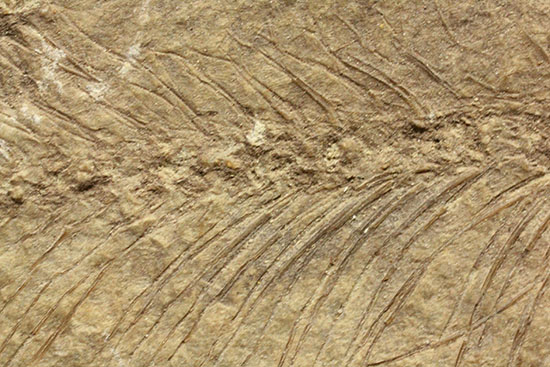 中国遼寧省産魚化石、リコプテラ。絶滅淡水魚。（その4）
