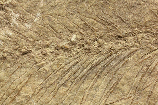 中国遼寧省産魚化石、リコプテラ。絶滅淡水魚。（その4）