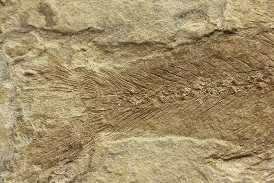 中国遼寧省産魚化石、リコプテラ。絶滅淡水魚。（その5）