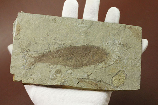 中国遼寧省産魚化石、リコプテラ。絶滅淡水魚。（その6）