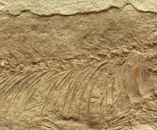 中国遼寧省産魚化石、リコプテラ。絶滅淡水魚。（その9）