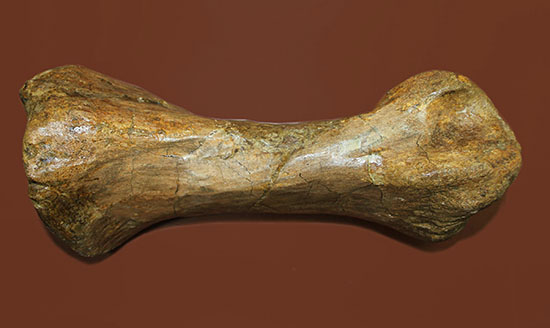 あなたは信じられますか？これが足の指１本だということを！鳥脚類エドモントサウルス（Edmontosaurus annectus）の中足骨化石（その1）