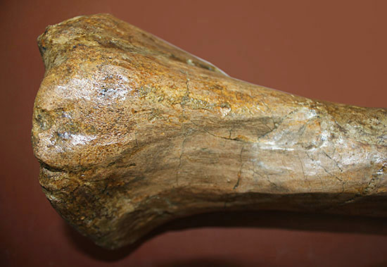 あなたは信じられますか？これが足の指１本だということを！鳥脚類エドモントサウルス（Edmontosaurus annectus）の中足骨化石（その10）