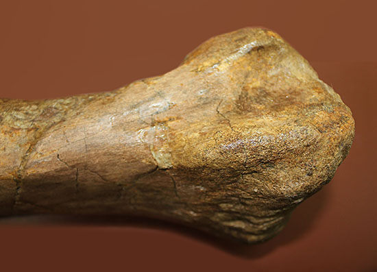 あなたは信じられますか？これが足の指１本だということを！鳥脚類エドモントサウルス（Edmontosaurus annectus）の中足骨化石（その11）