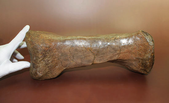 あなたは信じられますか？これが足の指１本だということを！鳥脚類エドモントサウルス（Edmontosaurus annectus）の中足骨化石（その12）