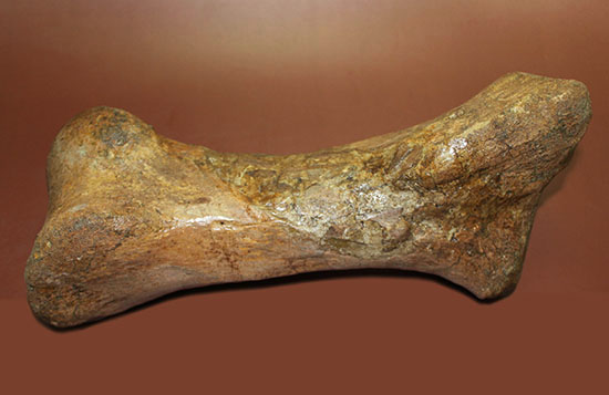 あなたは信じられますか？これが足の指１本だということを！鳥脚類エドモントサウルス（Edmontosaurus annectus）の中足骨化石（その13）