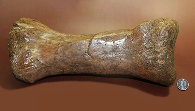 あなたは信じられますか？これが足の指１本だということを！鳥脚類エドモントサウルス（Edmontosaurus annectus）の中足骨化石（その14）