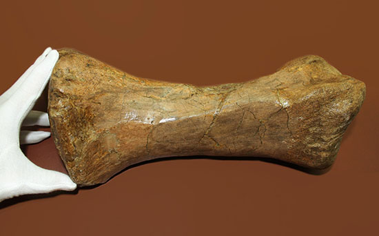 あなたは信じられますか？これが足の指１本だということを！鳥脚類エドモントサウルス（Edmontosaurus annectus）の中足骨化石（その2）