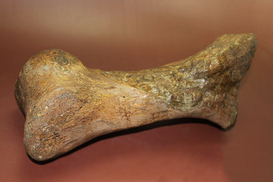 あなたは信じられますか？これが足の指１本だということを！鳥脚類エドモントサウルス（Edmontosaurus annectus）の中足骨化石（その4）