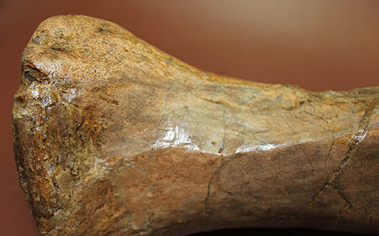 あなたは信じられますか？これが足の指１本だということを！鳥脚類エドモントサウルス（Edmontosaurus annectus）の中足骨化石（その5）
