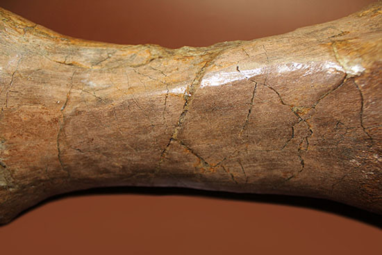 あなたは信じられますか？これが足の指１本だということを！鳥脚類エドモントサウルス（Edmontosaurus annectus）の中足骨化石（その6）