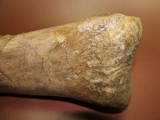 あなたは信じられますか？これが足の指1本だということを！鳥脚類エドモントサウルス（Edmontosaurus annectus）の中足骨化石