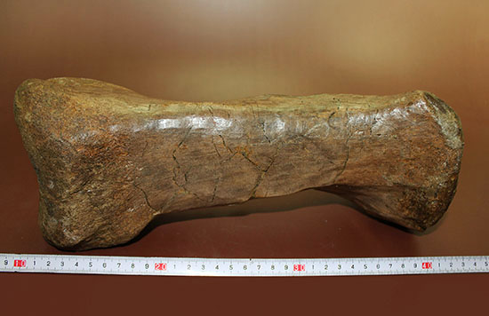 あなたは信じられますか？これが足の指１本だということを！鳥脚類エドモントサウルス（Edmontosaurus annectus）の中足骨化石（その8）