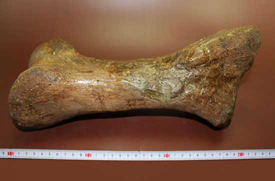 あなたは信じられますか？これが足の指１本だということを！鳥脚類エドモントサウルス（Edmontosaurus annectus）の中足骨化石（その9）