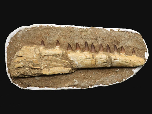 非常に珍しいナチュラルな一個体標本!モササウルス(Mosasaurus)の顎まるごと1つが保存されたプレミアムアイテム(その1)