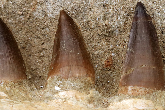 非常に珍しいナチュラルな一個体標本!モササウルス(Mosasaurus)の顎まるごと1つが保存されたプレミアムアイテム(その10)