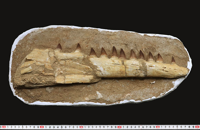 非常に珍しいナチュラルな一個体標本！モササウルス（Mosasaurus）の顎まるごと１つが保存されたプレミアムアイテム（その11）