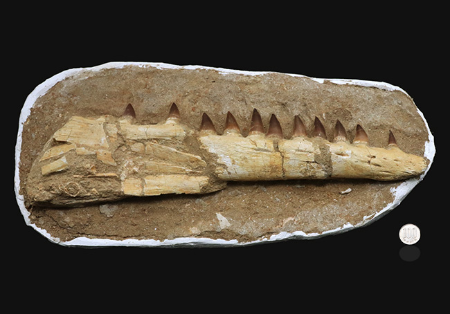 非常に珍しいナチュラルな一個体標本！モササウルス（Mosasaurus）の顎まるごと１つが保存されたプレミアムアイテム（その12）