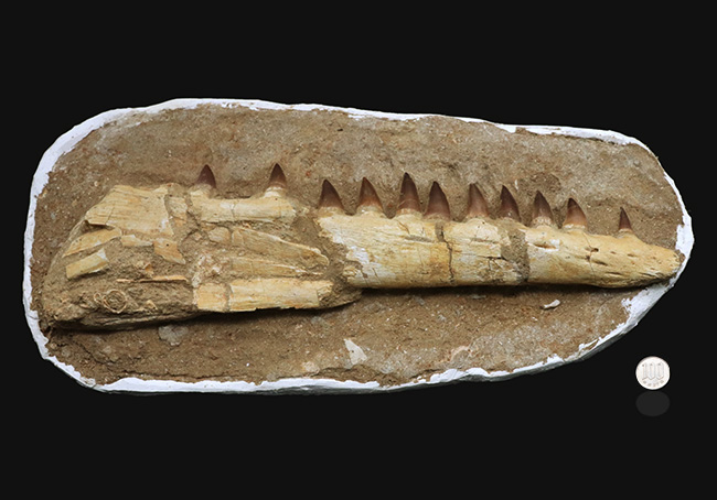 非常に珍しいナチュラルな一個体標本!モササウルス(Mosasaurus)の顎まるごと1つが保存されたプレミアムアイテム(その12)