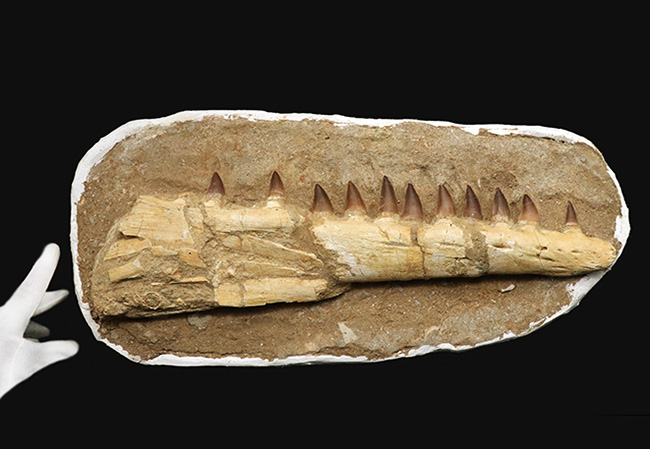 非常に珍しいナチュラルな一個体標本!モササウルス(Mosasaurus)の顎まるごと1つが保存されたプレミアムアイテム(その2)