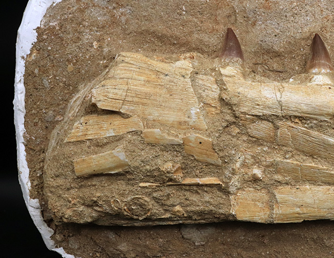 非常に珍しいナチュラルな一個体標本！モササウルス（Mosasaurus）の顎まるごと１つが保存されたプレミアムアイテム（その3）