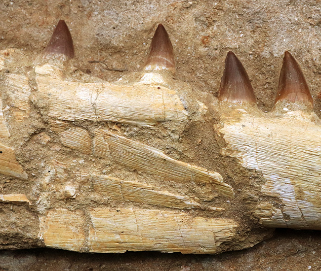 非常に珍しいナチュラルな一個体標本！モササウルス（Mosasaurus）の顎まるごと１つが保存されたプレミアムアイテム（その4）