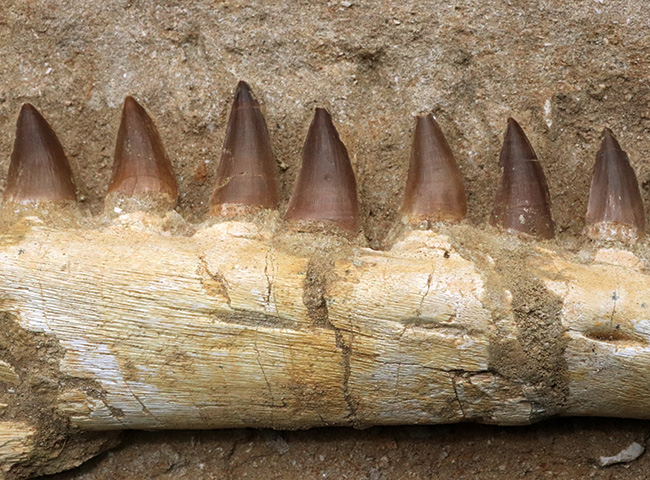 非常に珍しいナチュラルな一個体標本！モササウルス（Mosasaurus）の顎まるごと１つが保存されたプレミアムアイテム（その5）