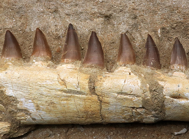 非常に珍しいナチュラルな一個体標本!モササウルス(Mosasaurus)の顎まるごと1つが保存されたプレミアムアイテム(その5)
