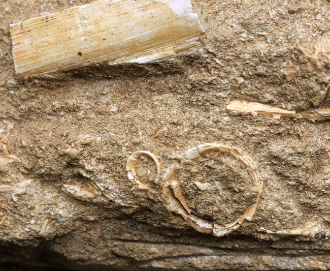 非常に珍しいナチュラルな一個体標本!モササウルス(Mosasaurus)の顎まるごと1つが保存されたプレミアムアイテム(その7)