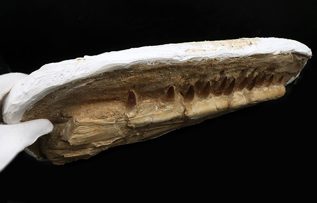 非常に珍しいナチュラルな一個体標本！モササウルス（Mosasaurus）の顎まるごと１つが保存されたプレミアムアイテム（その8）
