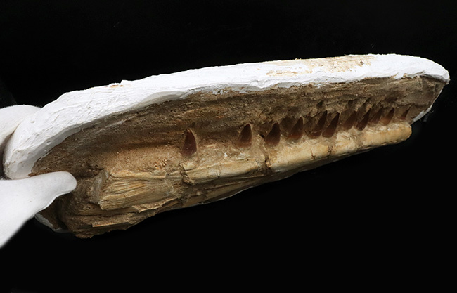 非常に珍しいナチュラルな一個体標本!モササウルス(Mosasaurus)の顎まるごと1つが保存されたプレミアムアイテム(その8)