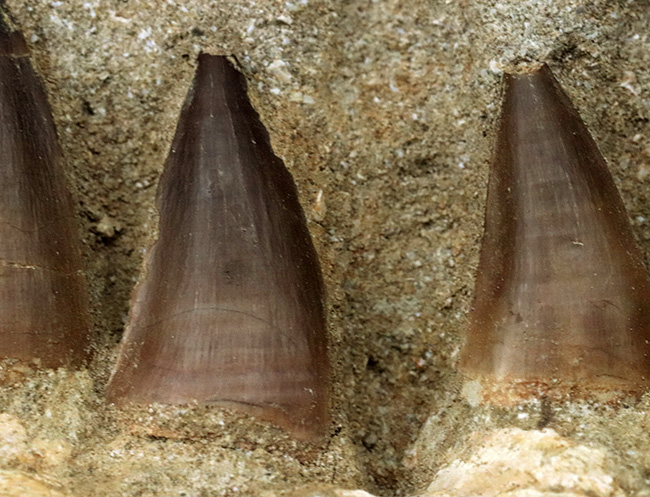 非常に珍しいナチュラルな一個体標本!モササウルス(Mosasaurus)の顎まるごと1つが保存されたプレミアムアイテム(その9)