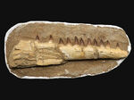 非常に珍しいナチュラルな一個体標本！モササウルス（Mosasaurus）の顎まるごと１つが保存されたプレミアムアイテム