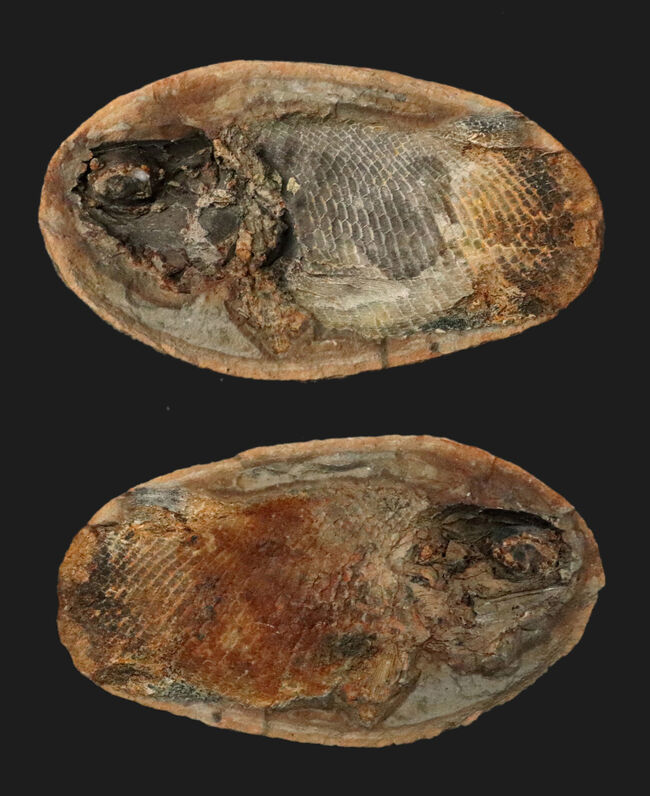 希少!ネガポジ揃っています!肉鰭類と思しき古代魚のノジュール化石(その1)