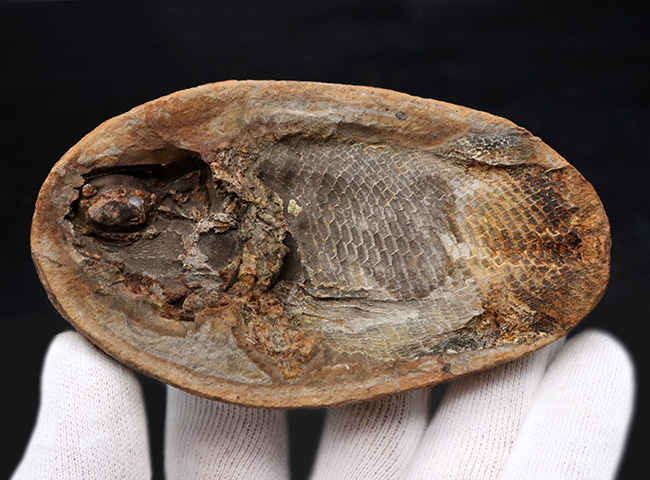 希少!ネガポジ揃っています!肉鰭類と思しき古代魚のノジュール化石(その2)