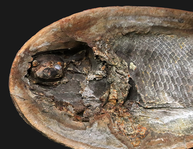 希少!ネガポジ揃っています!肉鰭類と思しき古代魚のノジュール化石(その3)