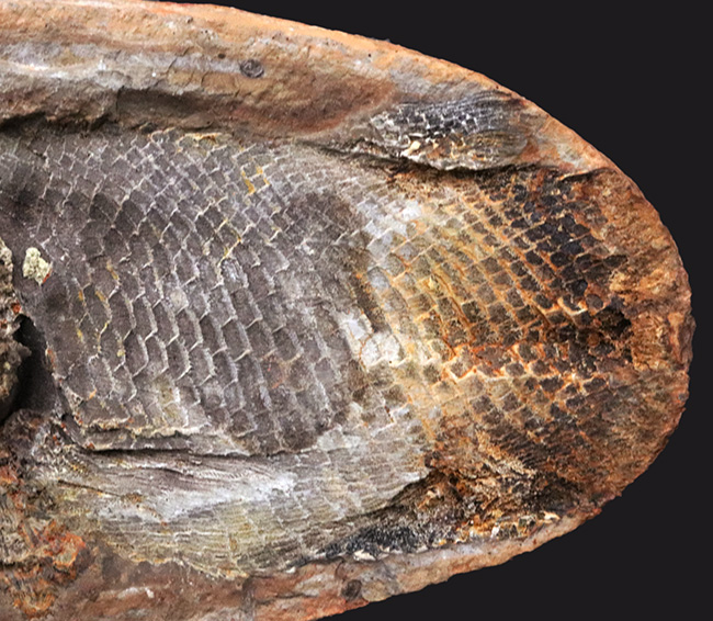 希少!ネガポジ揃っています!肉鰭類と思しき古代魚のノジュール化石(その4)