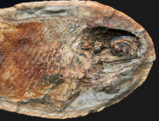 希少！ネガポジ揃っています！肉鰭類と思しき古代魚のノジュール化石（その6）
