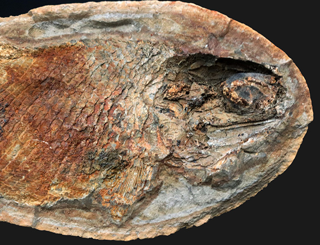 希少!ネガポジ揃っています!肉鰭類と思しき古代魚のノジュール化石(その6)