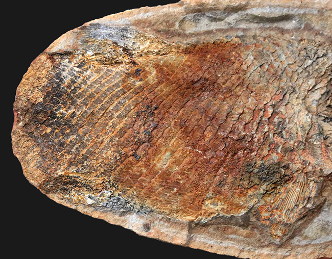希少！ネガポジ揃っています！肉鰭類と思しき古代魚のノジュール化石（その7）
