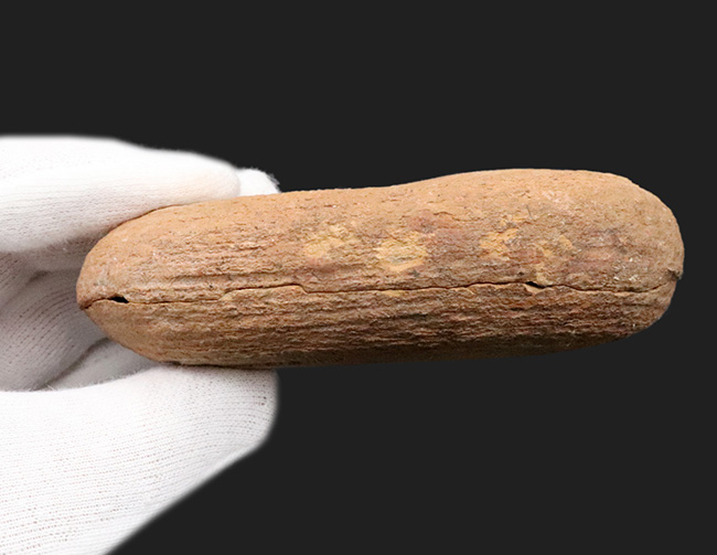 希少!ネガポジ揃っています!肉鰭類と思しき古代魚のノジュール化石(その8)