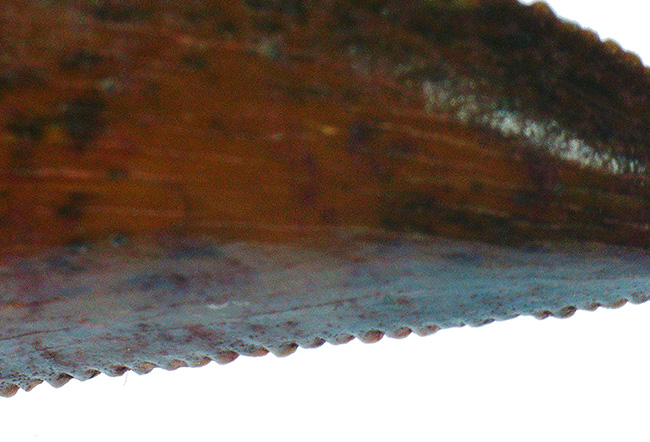 レア、サイズあり、保存状態抜群！モロッコ産小型獣脚類ラプトル（Raptor）の仲間の歯化石（その6）