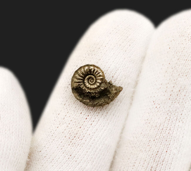 明瞭な肋（ろく）が美しい、ドイツのジュラ紀の地層より発見された黄鉄鉱化アンモナイト、プレウロセラス（Pleuroceras）の化石（その4）