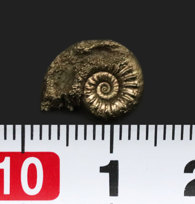 明瞭な肋（ろく）が美しい、ドイツのジュラ紀の地層より発見された黄鉄鉱化アンモナイト、プレウロセラス（Pleuroceras）の化石（その5）