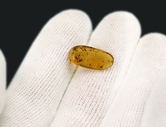 多数の羽虫が内包されています！約１億年前の琥珀とされる、希少なバーマイト（Burmite）（その5）