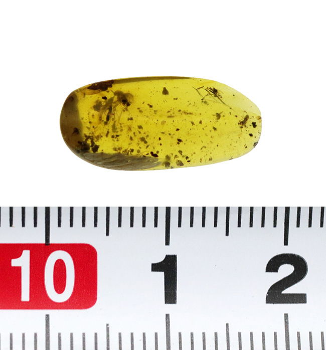 多数の羽虫が内包されています！約１億年前の琥珀とされる、希少なバーマイト（Burmite）（その7）