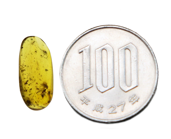 多数の羽虫が内包されています！約１億年前の琥珀とされる、希少なバーマイト（Burmite）（その8）