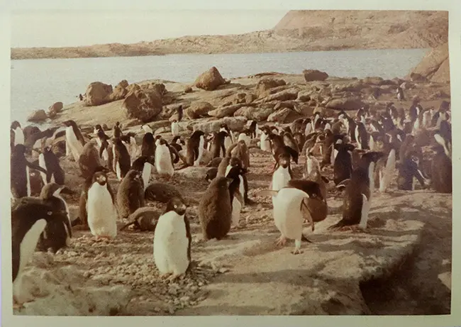 プレミアムな資料付き！南極観測隊員が所有していた南極の石（オングル石）。当時を偲ばせる写真や資料のコピーが付属します（その13）