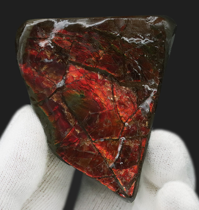 数千万年の時をへて宝石へと変化！濃い赤を呈する、宝石、アンモライト（Ammolite）の原石（その1）
